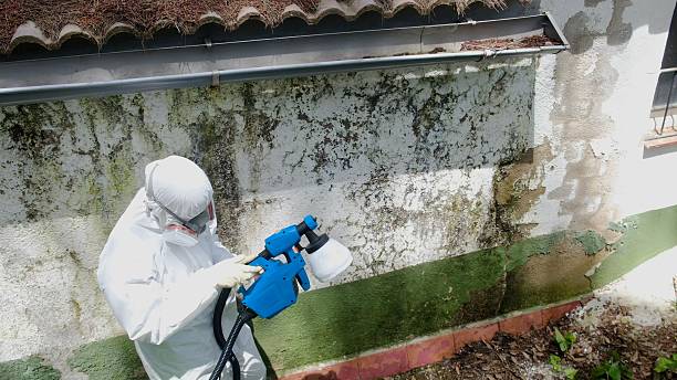 Top rated local Mold Remediation specialists in Howell, NJ